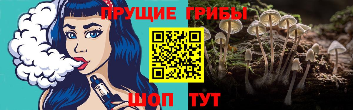 Псилоцибиновые грибы Psilocybe Выборг